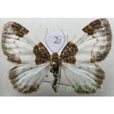 Mesoleuca albicillata (Linnaeus, 1758) Czech2i